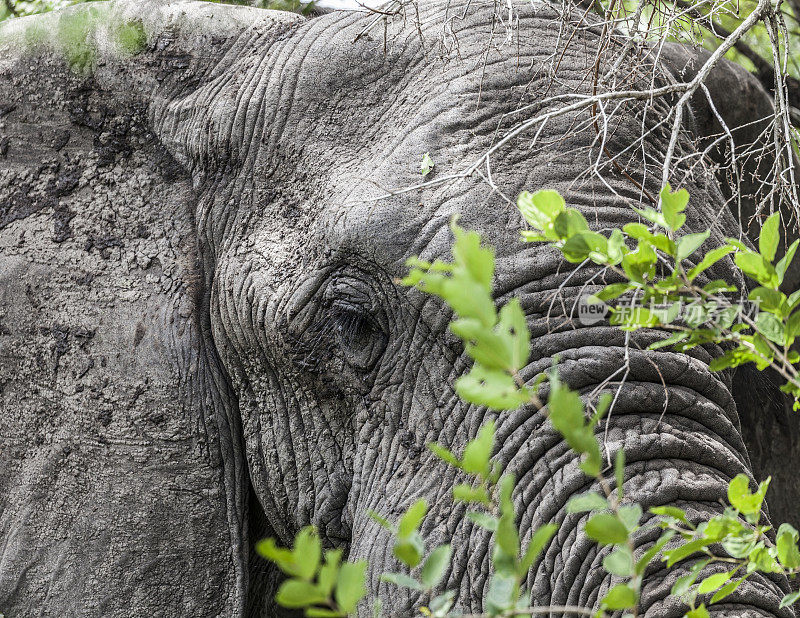 近距离观察非洲象，Loxodonta africana，在南非克鲁格NP的灌木丛后面